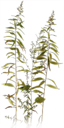 ../../_images/Plant2.png